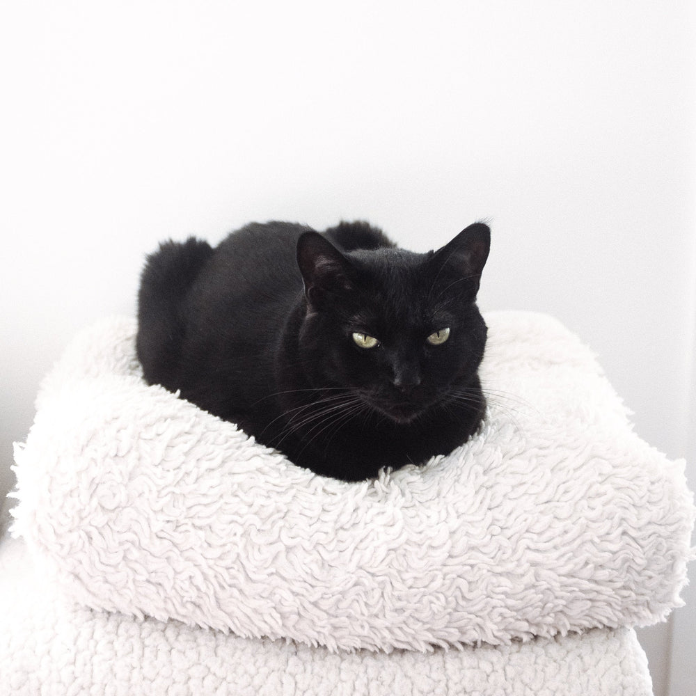 Black Cat Loaf