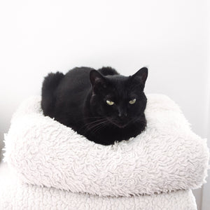 
            
                Load image into Gallery viewer, Black Cat Loaf
            
        